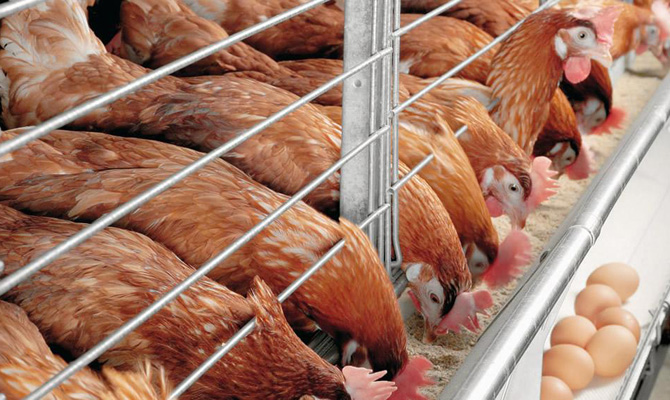 Еврокомиссия назвала страны с зараженной фипронилом продукцией