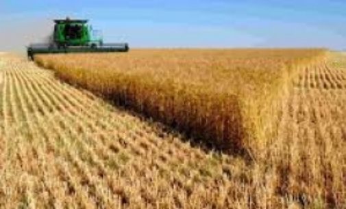 Украинские аграрии уже намолотили более 42 млн тонн зерна