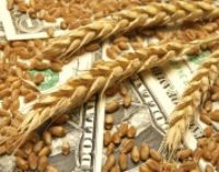 Украинский экспорт зерновых составил более 11 млн тонн