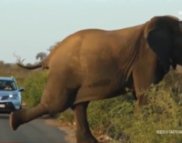 В Африке слон провел «урок физкультуры»