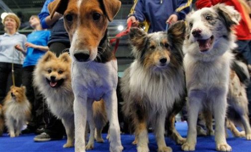 В Киеве открыли Международную выставку собак