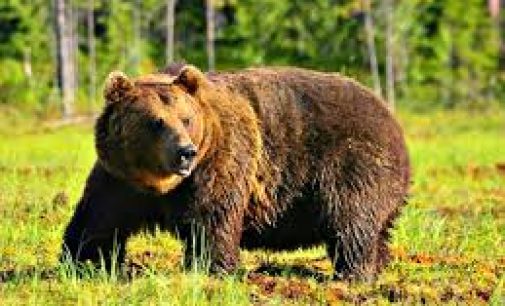 В Италии случайно убили редкого бурого медведя