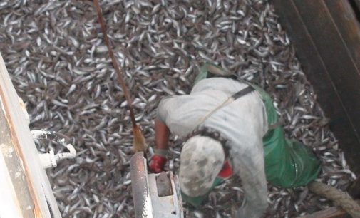 На Запорожье блокировали масштабный нелегальный вылов рыбы в Азовском море