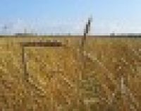 В Минагропроде заявили о рекордном урожае зерновых в Украине