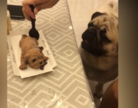 Сеть насмешила реакция собак на торт в виде щенка