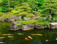 В Японии нашли рыбу-долгожительницу, пережившую 9 императоров