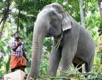 Скончалась самая старая слониха в мире