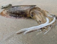 На берегу одного из пляжей в Тихом океане произошло массовое самоубийство каракатиц
