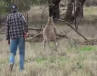 Австралийцу пришлось спасать собаку от дерзкого кенгуру