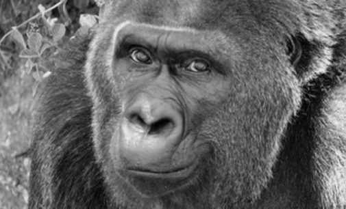 В США умерла самая старая в мире горилла