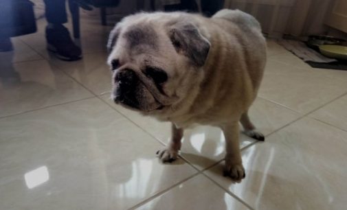 В Харькове умерла самая старая собака Украины