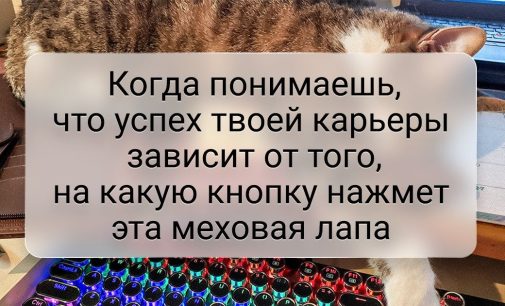 19 примеров безоговорочной капитуляции человека перед своим домашним питомцем