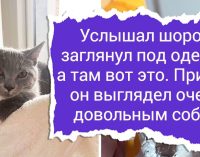 19 мохнатых преступников, которые радостно разносят квартиру, стоит только хозяину отвернуться