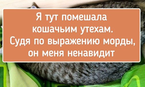 17 пушистых, которые каждый день превратят в испытание мимиметра на прочность / AdMe