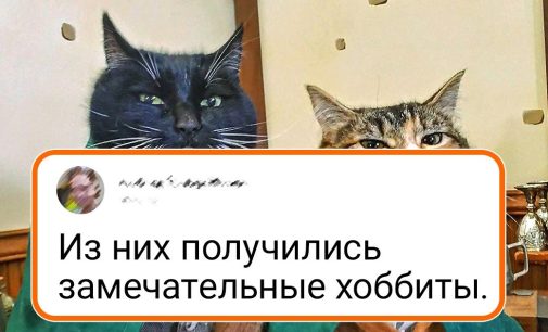 15+ животных, которые так похожи на людей, что вот-вот начнут права на жилплощадь предъявлять