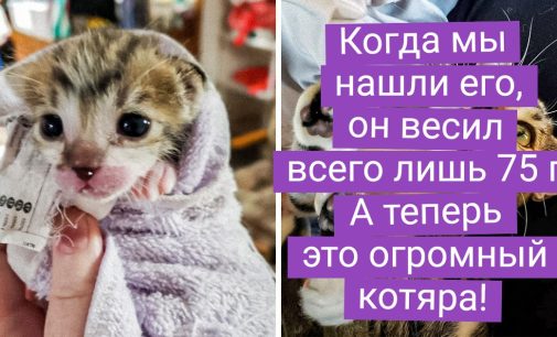 20+ пушистиков, которые из крохотных комочков превратились в шерстяных волчар и котяр