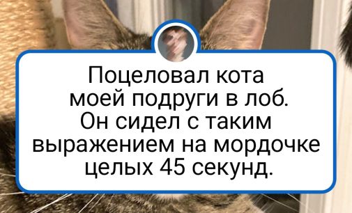 16 животных с колючим характером, которые не дают хозяевам забыть, кто в доме главный