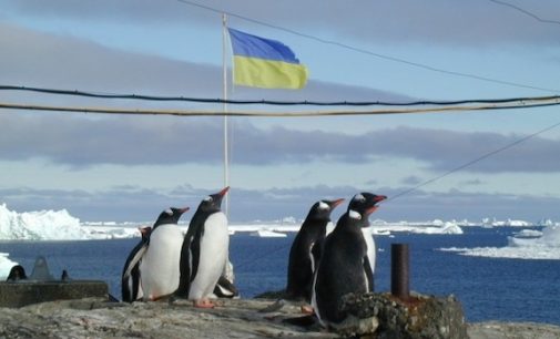 К 14 февраля, украинские полярники поделились фото ухаживания пингвинов