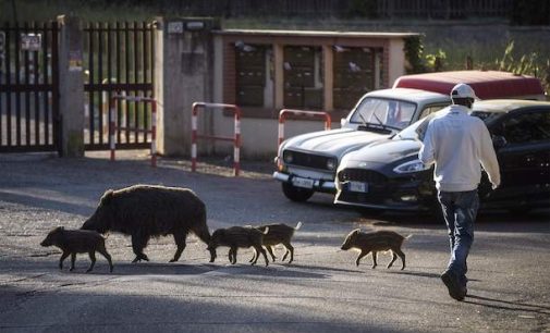 Італія спростить правила полювання на диких кабанів