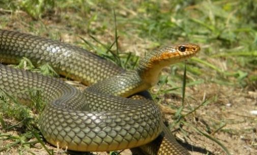 Біологи виявили у самок змій подвійний клітор