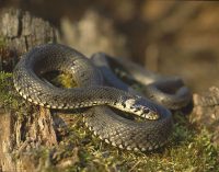 Біологи виявили, що змії все ж таки можуть чути звуки