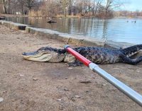 У нью-йоркському парку спіймали замерзлого крокодила