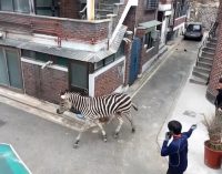 У Сеулі із зоопарку втекла зебра, яка три години гуляла вулицями міста